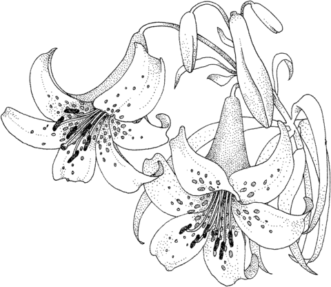 Lily Blossom Coloring Page